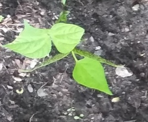 green-bean-leaves-103322