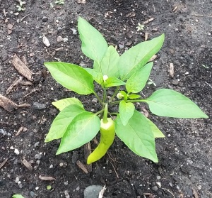 pepper-fruit-growing-102835