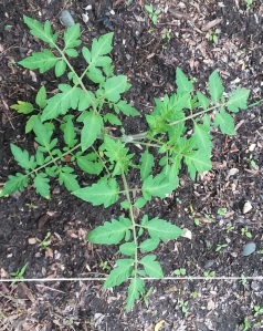 tomato-plant-leaves-103231