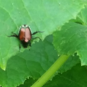 July11-beetle_103027