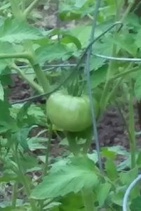 July11-green-tomato_101913