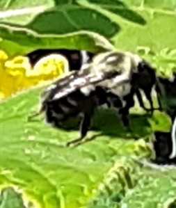 bumble-bee-20180808_103056