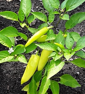yellow-peppers-20180808_103029